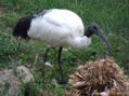 Ibis sagrado