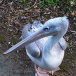 Aves thumbnail 2
