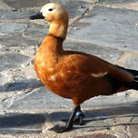 Aves thumbnail 1