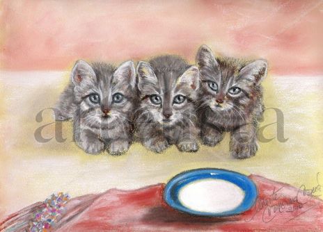 Miau x 3
