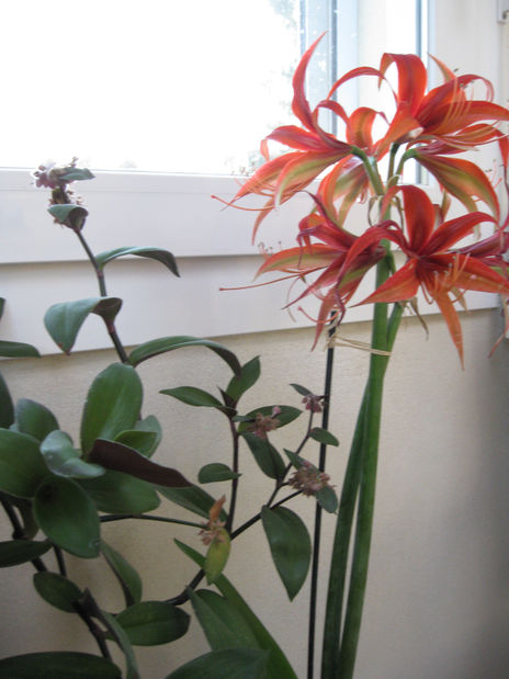 Flores