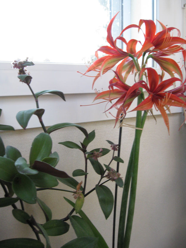 Flores