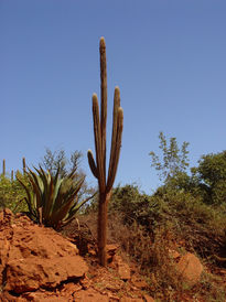 Cactus rojo