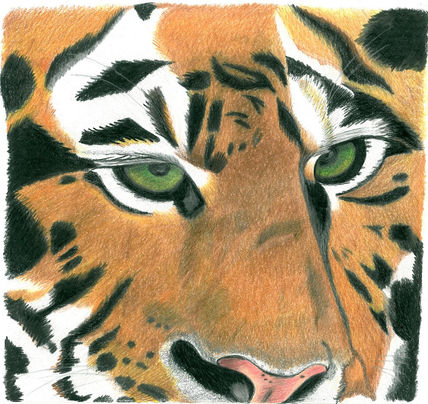 Mirada de Tigre