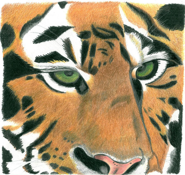 Mirada de Tigre