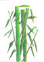 Cañas de bambú