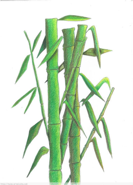 Cañas de bambú