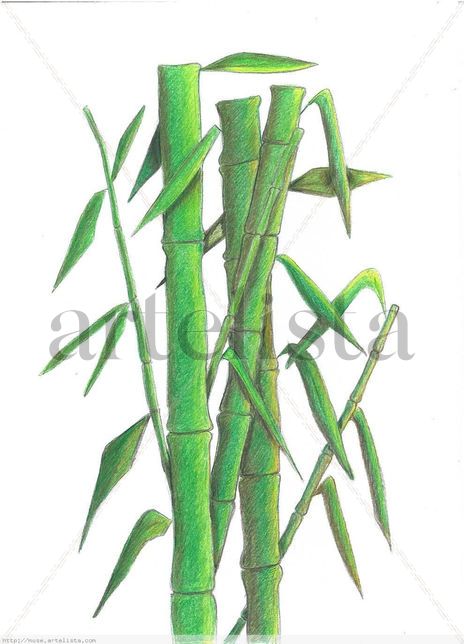 Cañas de bambú