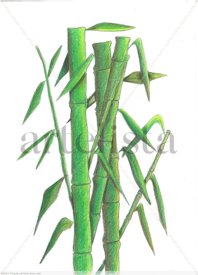 Cañas de bambú