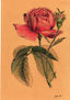 flor rosa vemella