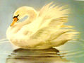 CISNE