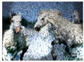 caballos 3