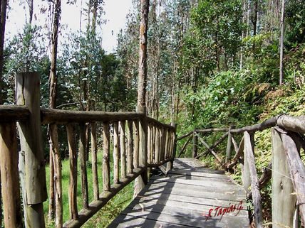 Camino viejo