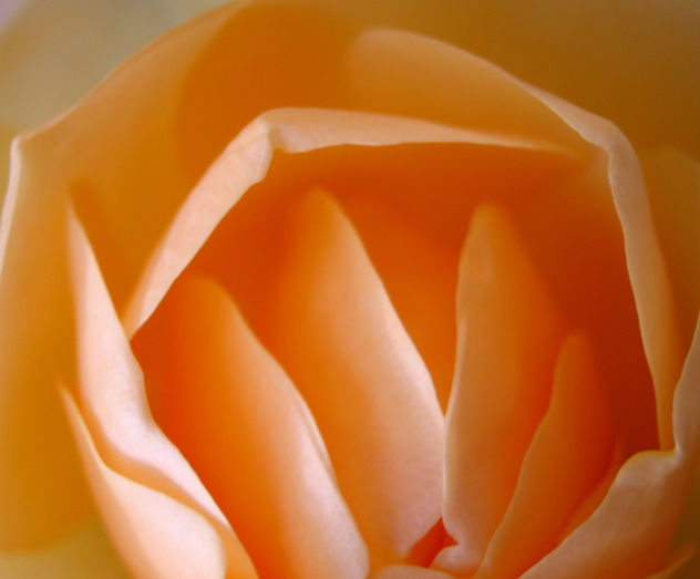 Rosa naranja