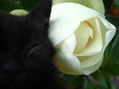 magnolias