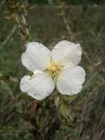 de la serie Flores