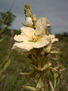 Flores de campo