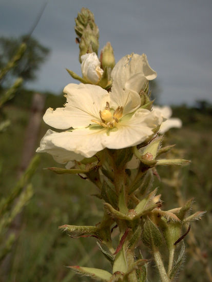 Flores de campo 