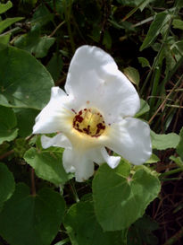 Flores de campo