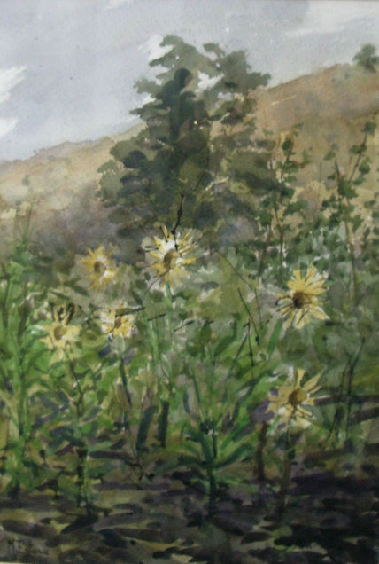 Girasoles