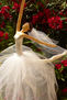 novia