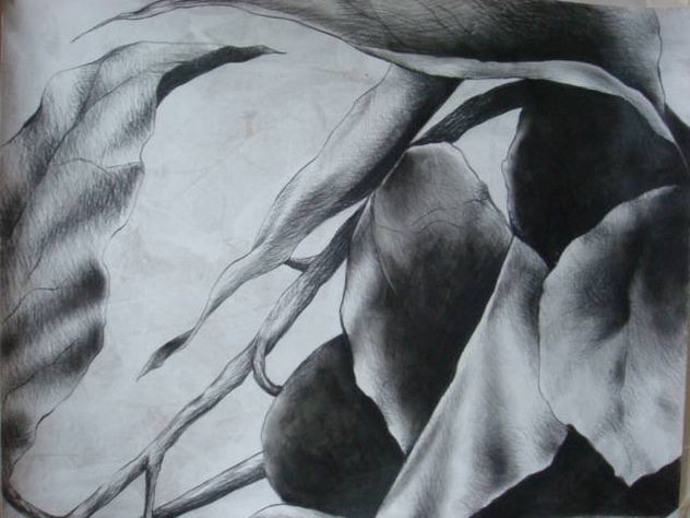 ESTUDIO V