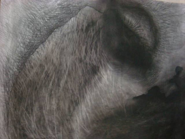 ESTUDIO VII
