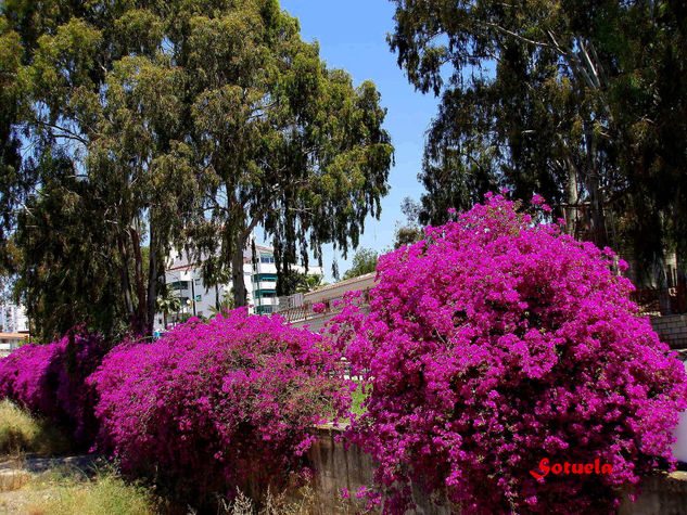 Buganvilla en El Palo Málaga Naturaleza Color (Digital)