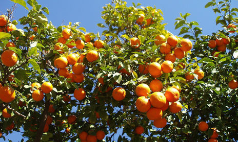 Árboles