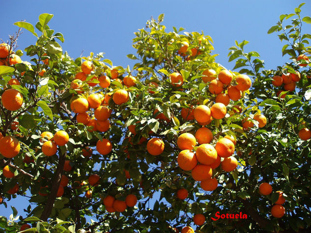 Málaga Naranjos Naturaleza Color (Digital)