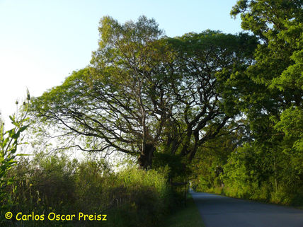 Añoso arbol