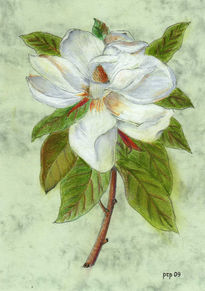 Flor magnolia -2