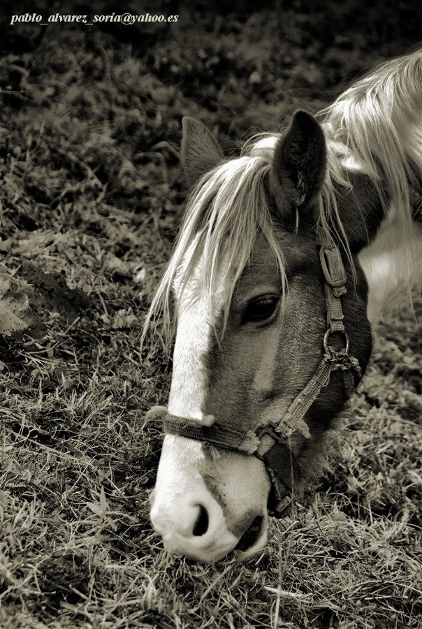 CABALLO 3