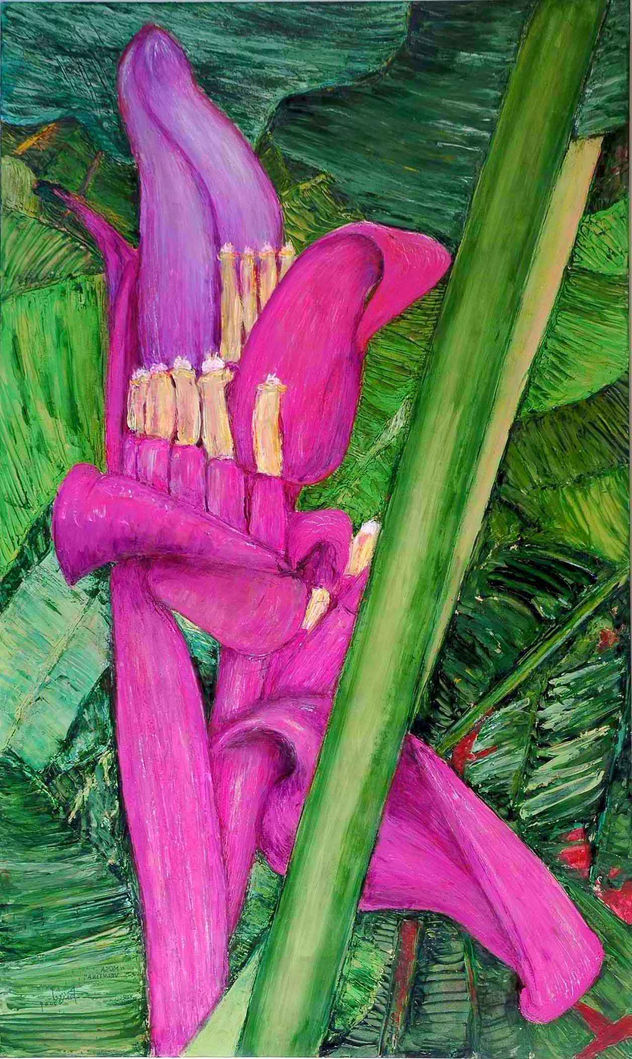 MUSA VELUTINA