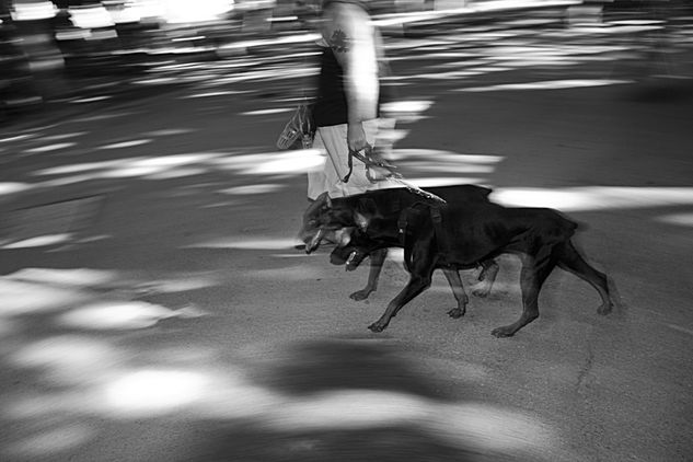 Dobermans Photojournalism and Documentary Black and White (Digital)