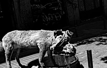 Animal salvaje