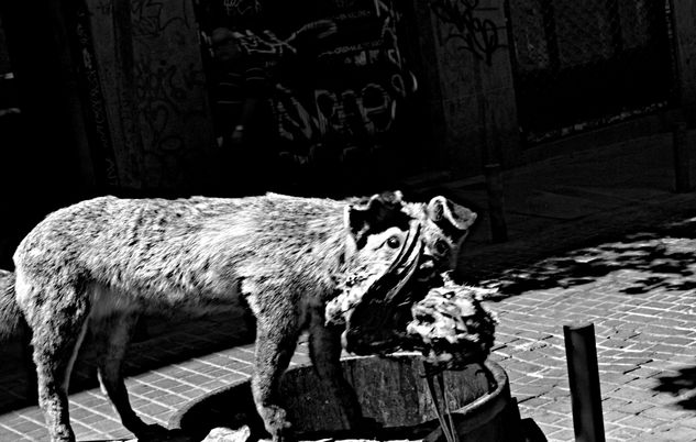 animal salvaje Photojournalism and Documentary Black and White (Digital)