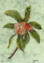 PLUMERIA