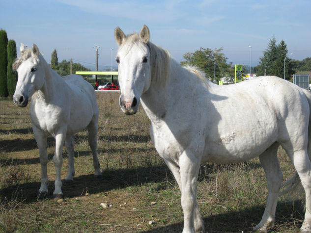 Los caballos 