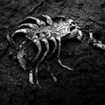 Animal thumbnail 1