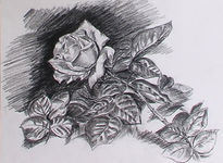 Rosas