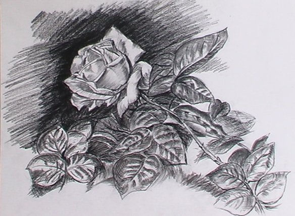 rosas Carboncillo