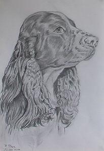 Spaniel ingles