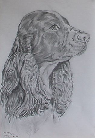 spaniel ingles Pencil