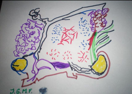 Especie de Animal