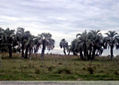 FOTO   DIGITAL DE  LOS  PALMARES,  CAMPO,  MAR,ROCHA,   URUGUAY