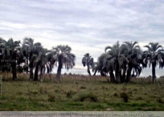 FOTO   DIGITAL DE  LOS  PALMARES,  CAMPO,  MAR,ROCHA,   URUGUAY