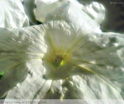 Foto digital, macro...