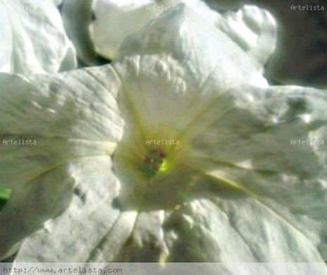 Foto digital, macro...