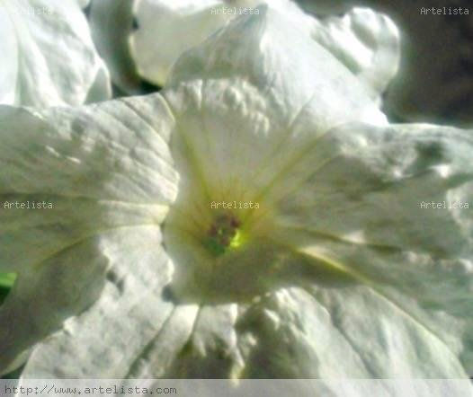 foto digital, macro de   flor de  petunia blanca Nature Color (Digital)